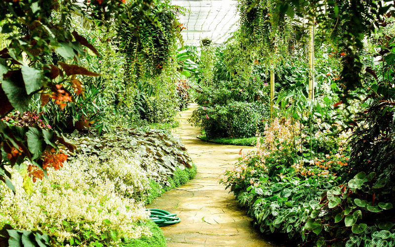 rain garden backyard