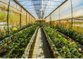 backyard rain garden design