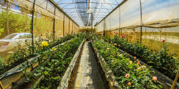 backyard rain garden design