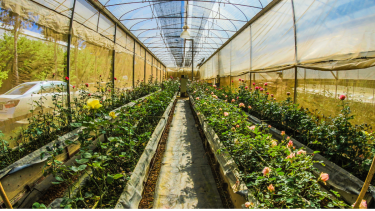 backyard rain garden design