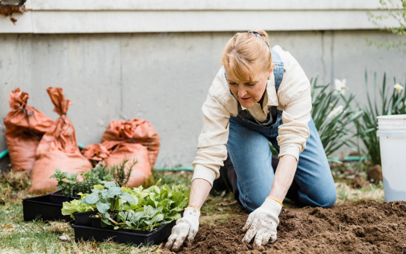 rain garden design