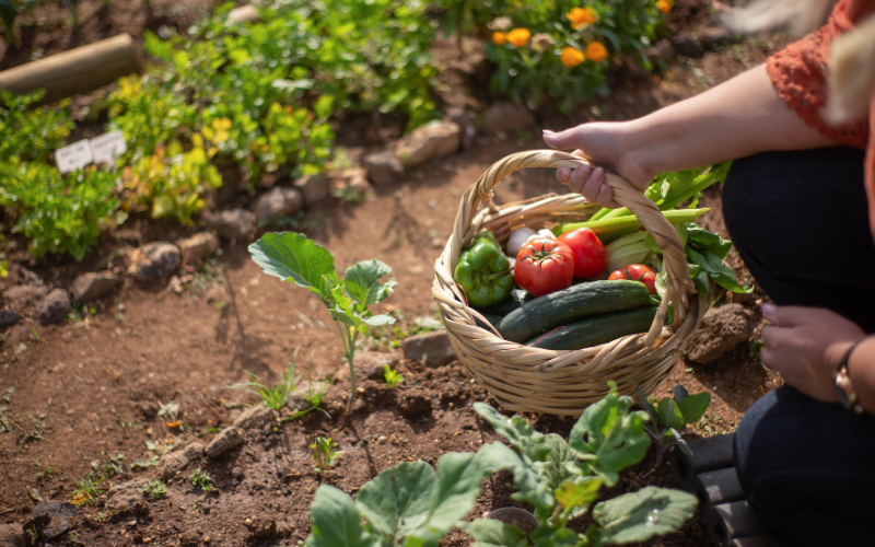 beginner's guide to rain garden