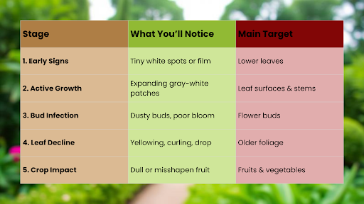 Table outlining the stages of powdery mildew infection, showing early signs, active growth, bud infection, leaf decline, and crop impact, along with visible symptoms and affected plant parts