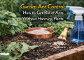 how to get rid of ants in garden naturally